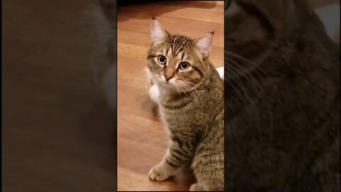 #shorts Смешные Коты Из Тик Тока 138 Funny Cats From Tiktok