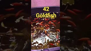 42 Goldfish!!!