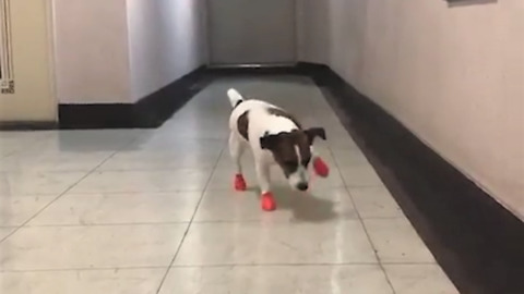 Jack Russell Terrier walks awkwardly with new shoes