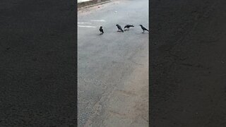 Crows eating a rat. 🤮