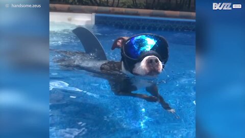 Tubacão! Uma espécie rara encontrada numa piscina nos EUA