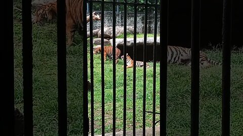 Tiger family bonding.🥰