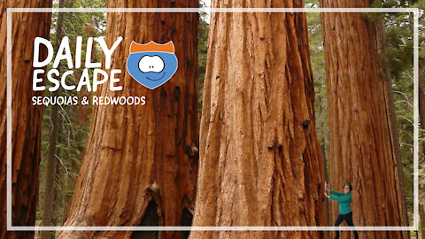 Daily Escape: Sequoias & Redwoods, by Oddball Escapes