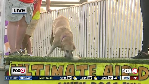 Dogs compete in National Dock Jumping competition, Hogs and Air Dogs