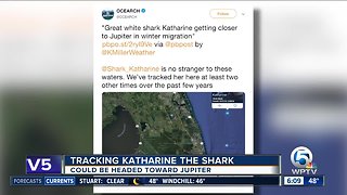 Katharine the great white shark returns to South Florida