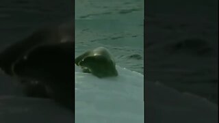 Baleias não perdoa foca