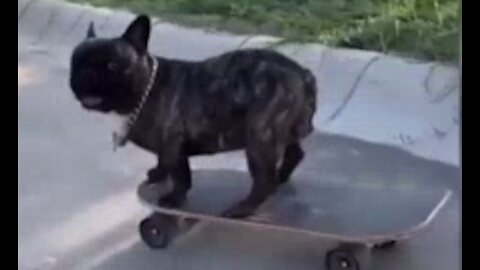 Dog pro skater🐶