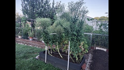 Harvesting Lettuce Seeds 7/20/24