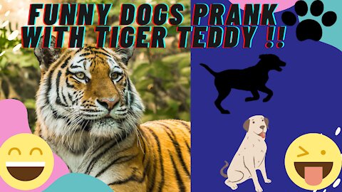 Funny Dog Prank With Tiger Teddy !!