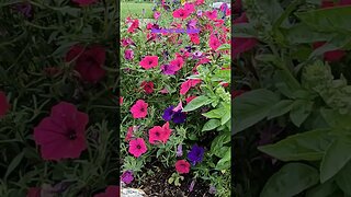 Spending some time in moms herb garden #thyme #garden #flowers