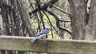 Very hungry Blue Jay