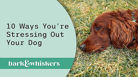 10 Ways You're Stressing Out Your Dog