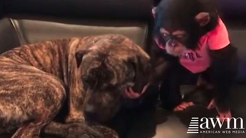 See The Heartwarming Moment A Giant Mastiff And A Baby Chimp Form Unbreakable Bond