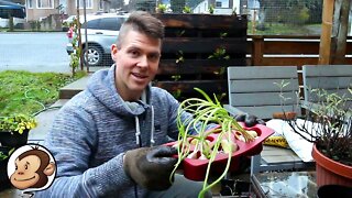 Planting Garlic in Containers