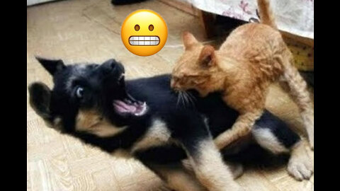 Try not to laugh - cats and dogs