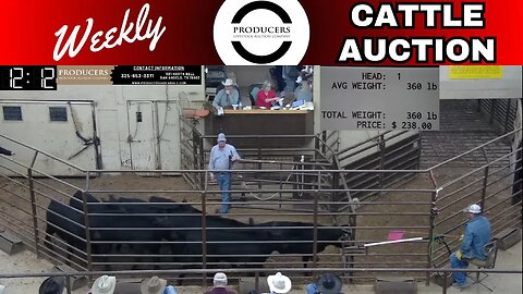 11/16/2023 - Producers Livestock Auction Company Cattle Auction