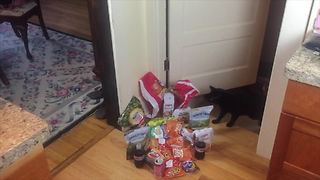 Jumping cat leaps over various snack items