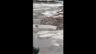 Milwaukee Firefighter saves dog in Milwaukee River