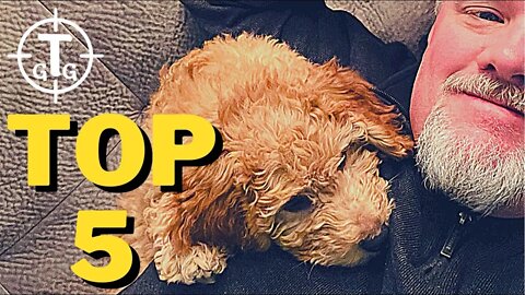 5 MUST HAVE ITEMS WHEN BUYING A MINI GOLDENDOODLE PUPPY