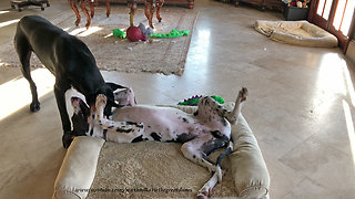 Playful Great Danes Love to Wrestle in Bed