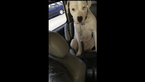 Man driving in the car, looks back to see his dog doing something strange