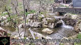 We boosted our ecosystem recreation swim pond with hundreds of native plants