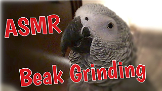 Sound Of Parrot's Beak Provides Unique ASMR Experience