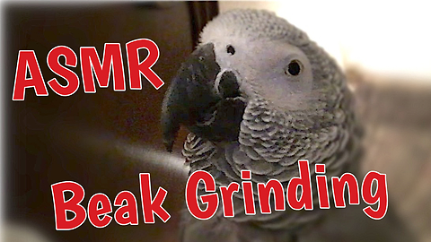 Sound Of Parrot's Beak Provides Unique ASMR Experience