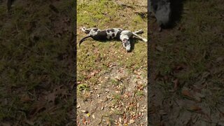 Great Dane loving the sun #shorts #greatdane #sandandsky