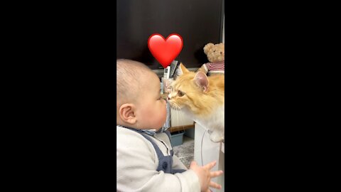 A cat trying to kiss a baby video