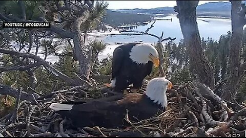 Bald Eagle Nest Goes ViraL,