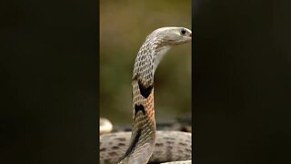 Dangerous King Cobra Snake Dancing