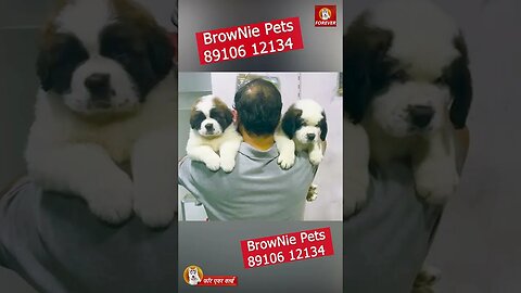 TOP QUALITY ST. BERNARD AVAILABLE | BrowNie Pets : 89106 12134