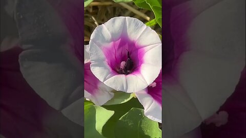 Honey bee in a sweet potato flower #shorts