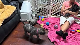 Finney litter in Lonelycreek, Bullmastiffs, Jasmine, Jade, JoeLynn, Jolie, Jewel ￼