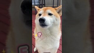 Funny Shiba Inu Compilation Videos 2023 | Episode 1