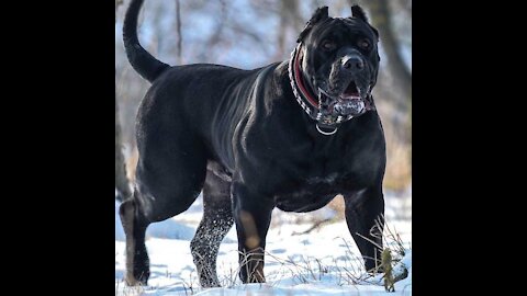 The strongest and fiercest 10 dogs in the world
