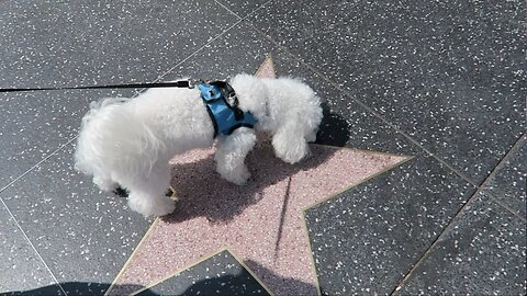 QUINCY CLAIMS HIS HOLLYWOOD STAR!