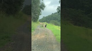 Wallabies on the road