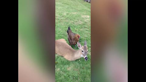 Unusual Friendship Between A Hen And A Deer