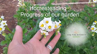 Progress of our garden / veggies / homesteading