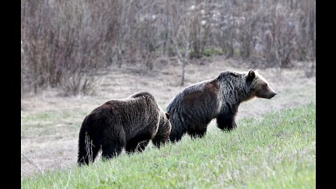 2 grizzlies