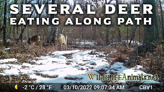 Several Deer Eating Along Path Coming To Trail Camera Winter