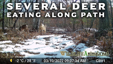 Several Deer Eating Along Path Coming To Trail Camera Winter