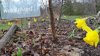 Woodchips! Featuring a special guest