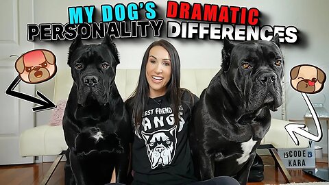 My Dogs DRAMATIC Personality Differences - 2 Male Intact Cane Corsos