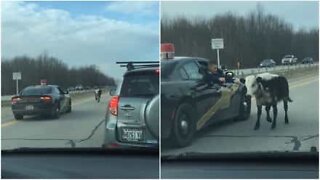 Já alguma vez viu uma vaca numa autoestrada?