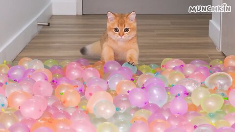 cat walking on baloon