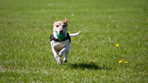 Wow, I Really Need a Trampoline NOW! Funny Dog!