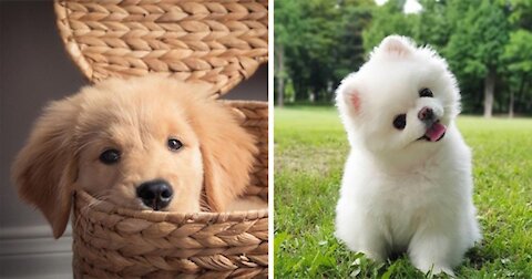 Cute Puppies 😍 Funny Dogs 😍 Cute Buddy